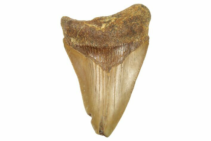 Juvenile Fossil Megalodon Tooth From Angola - Unusual Location #259528